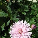 Dahlia x 'Angelique'